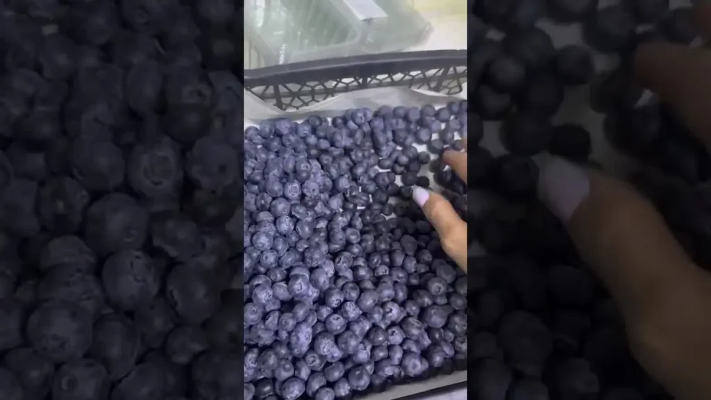 taze blueberry
